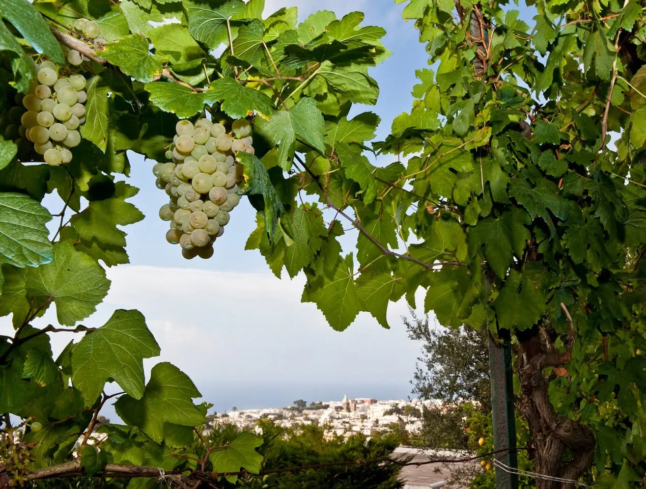 Grappoli d'uva sulla vite